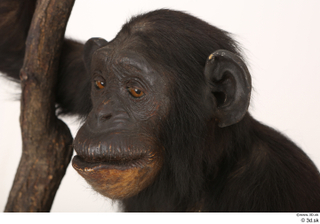 Chimpanzee Bonobo head 0002.jpg